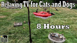 Relaxing Cat TV for Cats and Dogs - Birds🐦, Squirrels🐿️, and Rabbits🐇 2  Bee The Bear 