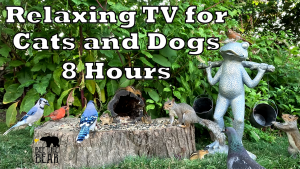 Escape the Stress with Relaxing Cat TV | Birds🐦, Squirrels🐿️, and Rabbits 🐇